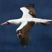 Nazca Booby